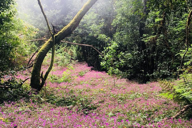 Wonderful hike through the Magic Forest of Tenerife - Price and value: what $119.09 buys on this hike